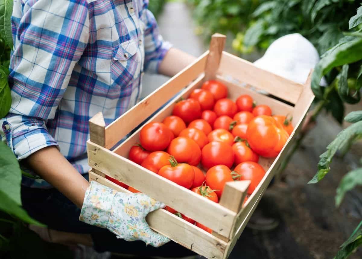 A new step to support the agriculture and export sector